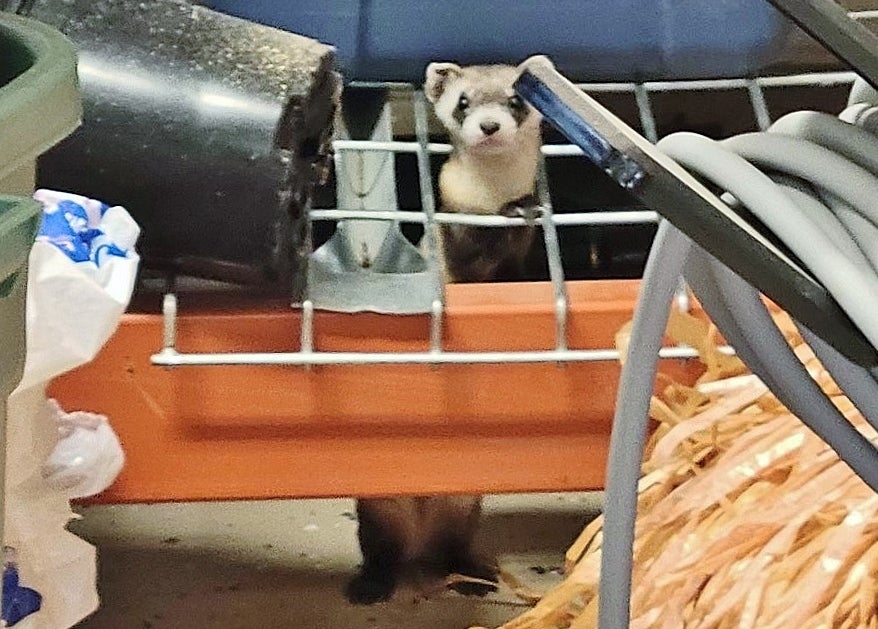 small ferret stands amid industrial equipment in garage