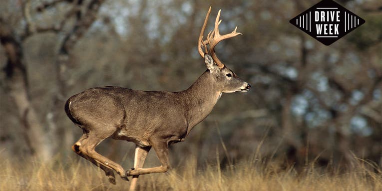 5 Killer Deer Drives to Get Big Bucks Moving Now