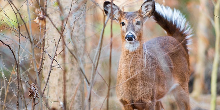 80 Percent of Deer in Iowa Study Test Positive for COVID-19