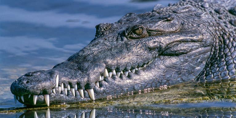 Australian Angler Fends Off Crocodile Attack with Pocket Knife