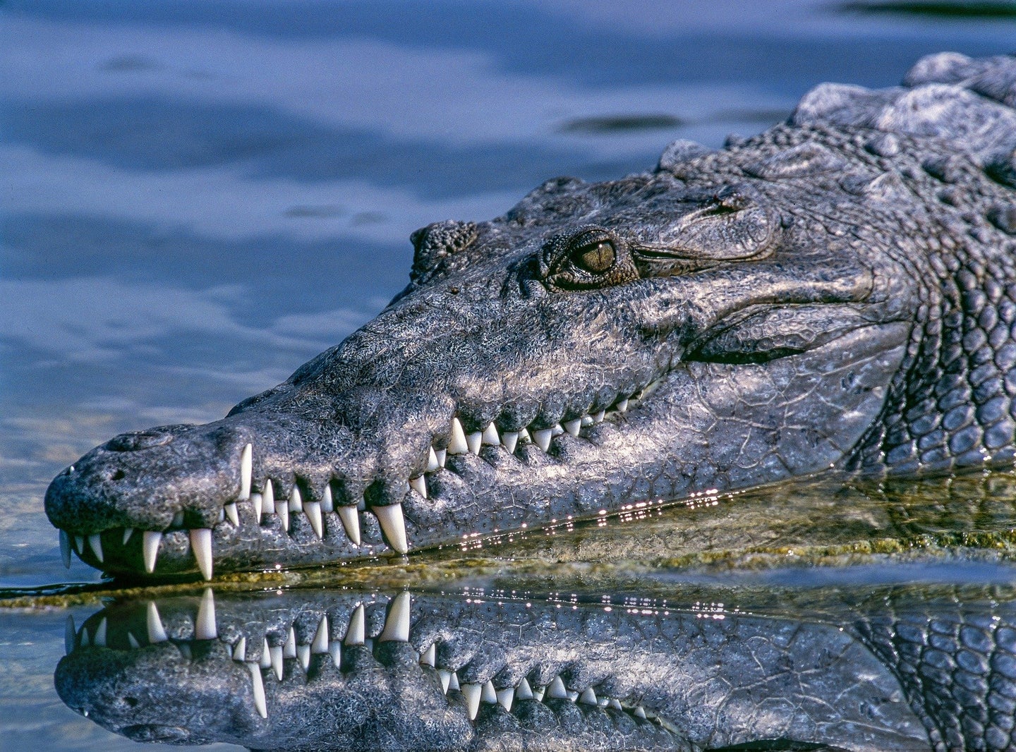 crocodile with teeth swims through water