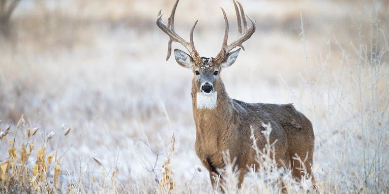 How to Hunt the Best Day of the Entire 2023 Whitetail Rut: November 15