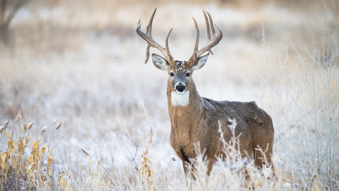 A big whitetail buck stands in a snow-dusted field of tall grass.