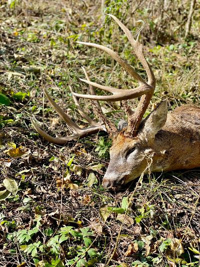dead buck's head on ground with large rack