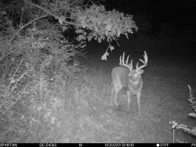 buck with large rack at night in trail cam photo