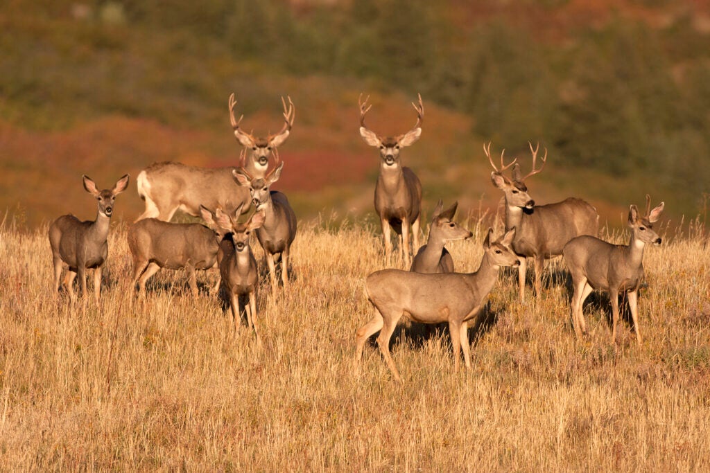 herd of mule deer standing in the grass