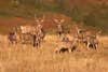 herd of mule deer standing in the grass