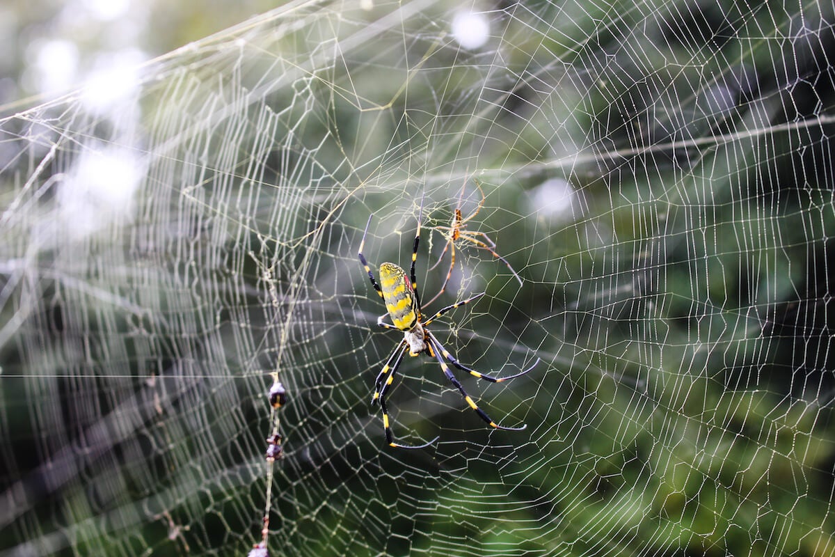 colorful spider with yellow and black stripes in large web