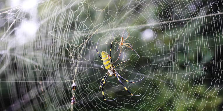 Millions of Giant Invasive Spiders are Taking Over Northern Georgia