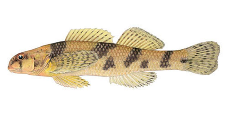 After Last-Ditch Search,  U.S. Prepares to Declare “World’s Rarest Fish” Extinct