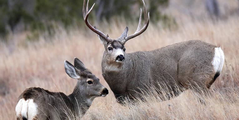 Extend the Rut: 4 Killer Tactics for Breeding-Season Muley Bucks