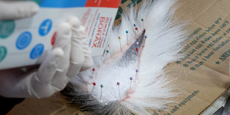 How to Skin and Tan Your Own Bucktails For Fly Tying
