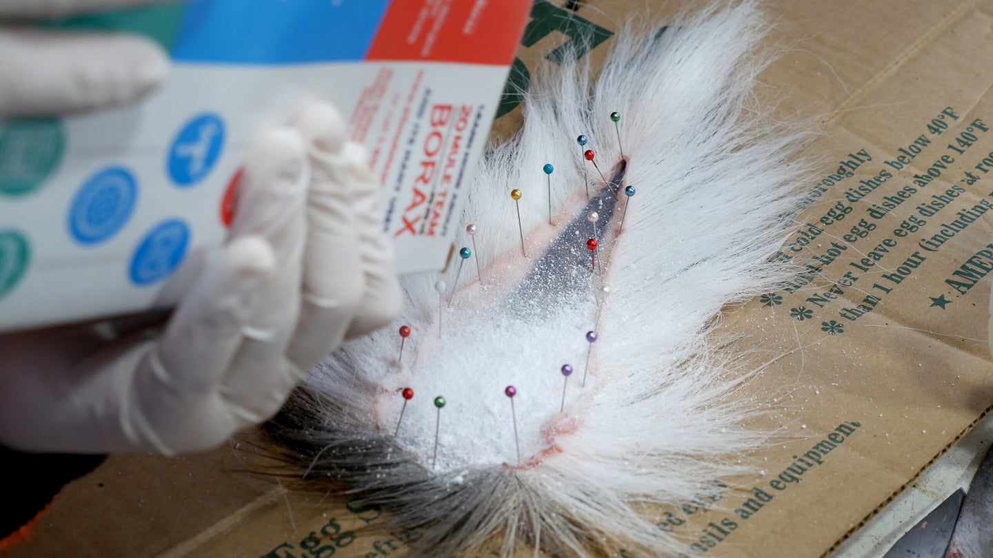 A deer tail skinned and stretched on cardboard with borax.