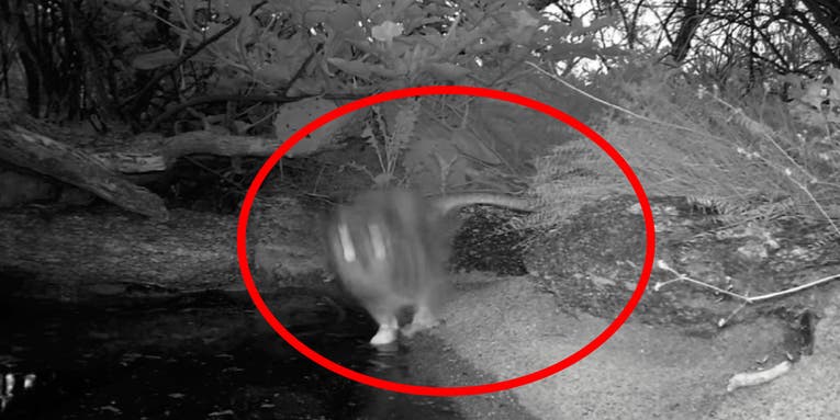 Trail-Cam Footage Shows Snake Ambushing an Owl in Rare Attack