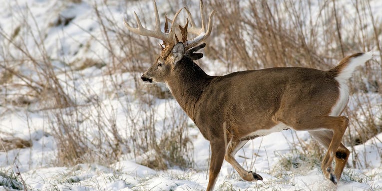 How to Hunt the Best Day of the Rut No. 5: November 19