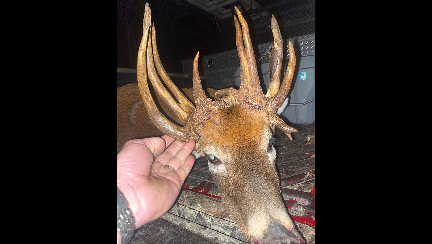 dead deer head with tall pointy antlers