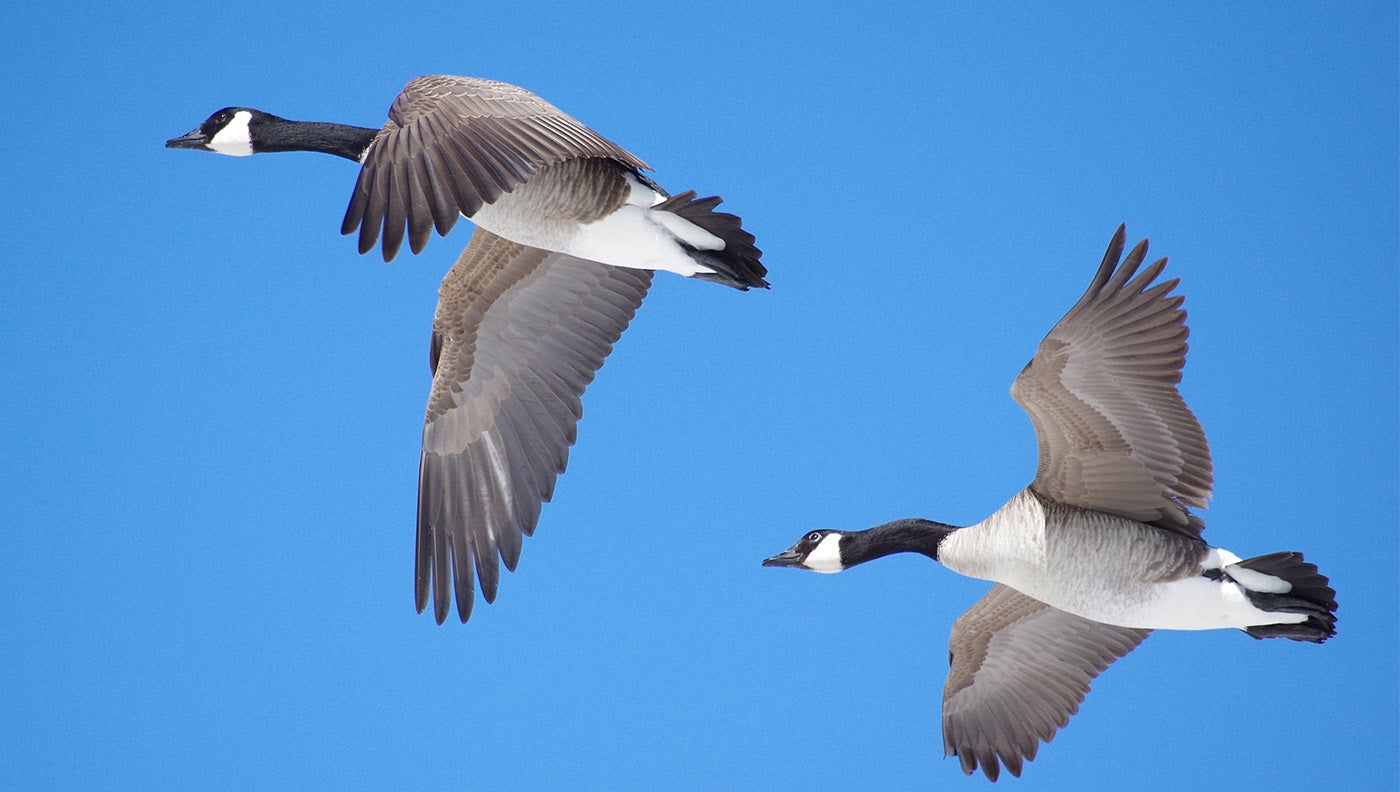 Two Canada geese, flying