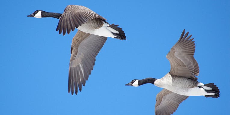 6 Tricks for Fooling Wary Canada Geese