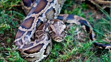 Invasive Burmese Pythons Confirmed in Northern Everglades Wildlife Refuge