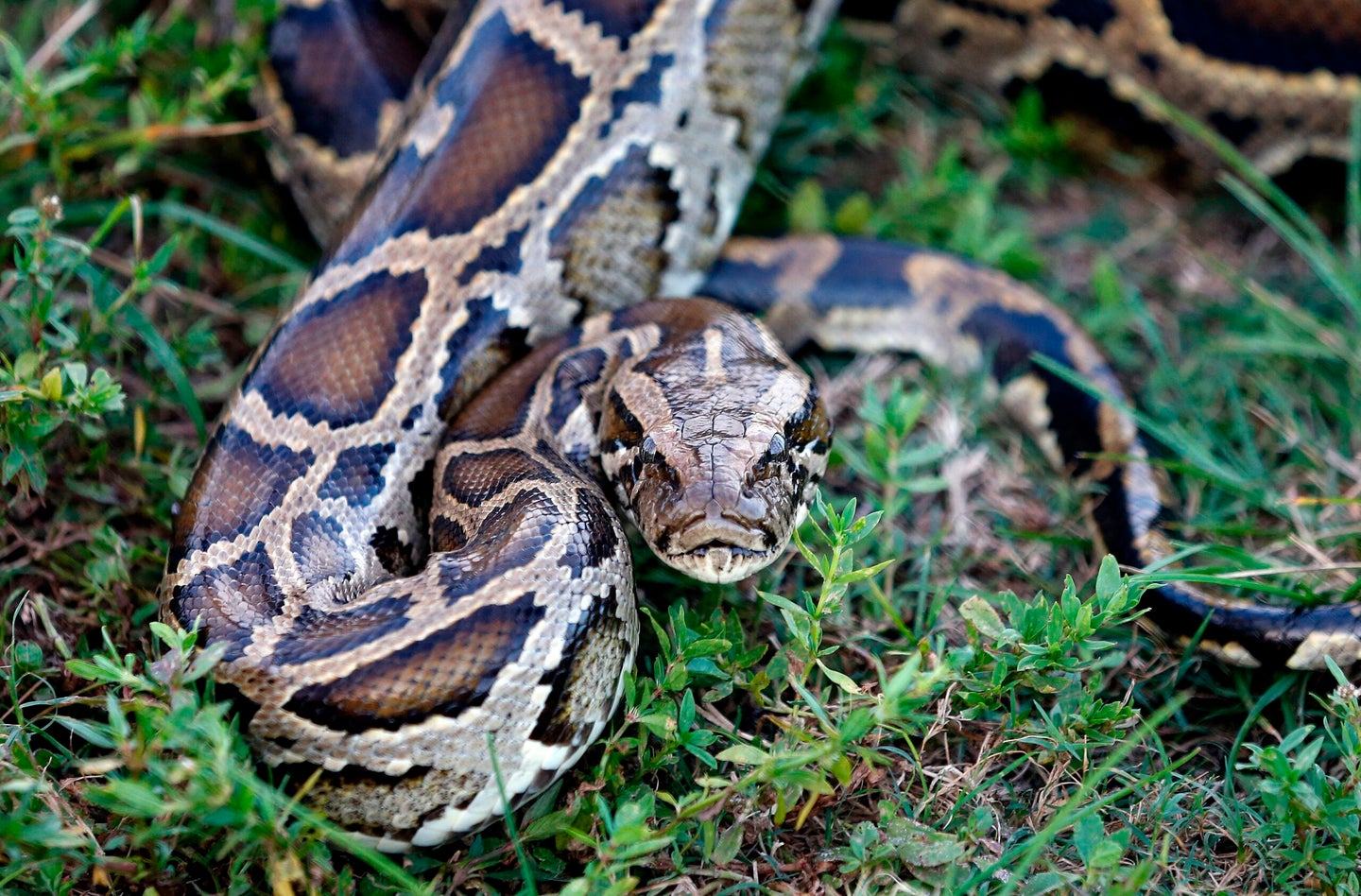 python stares at camera