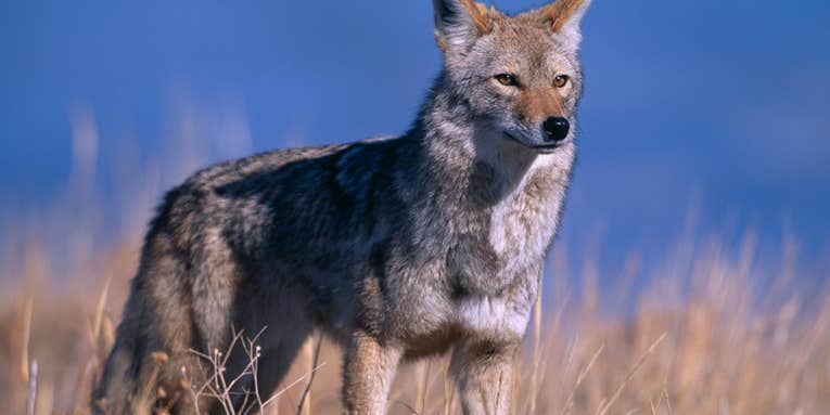 These 4 Calling Tips Will Bring November Coyotes Running