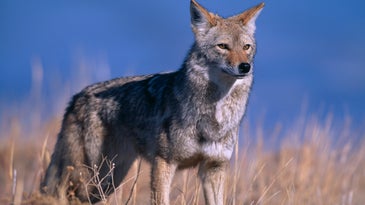 a western coyote scans for prey
