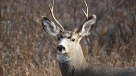 mule deer buck looks at camera