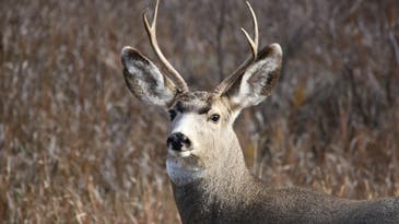 First-Ever Cases of Chronic Wasting Disease Detected in Idaho
