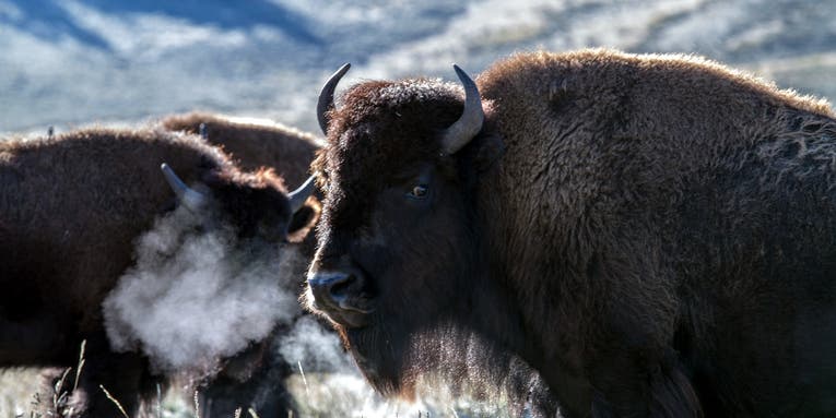 Cull-Program Volunteers Take Four Bison from Grand Canyon National Park