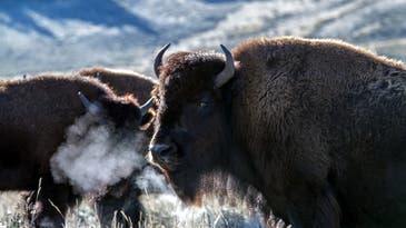 Cull-Program Volunteers Take Four Bison from Grand Canyon National Park