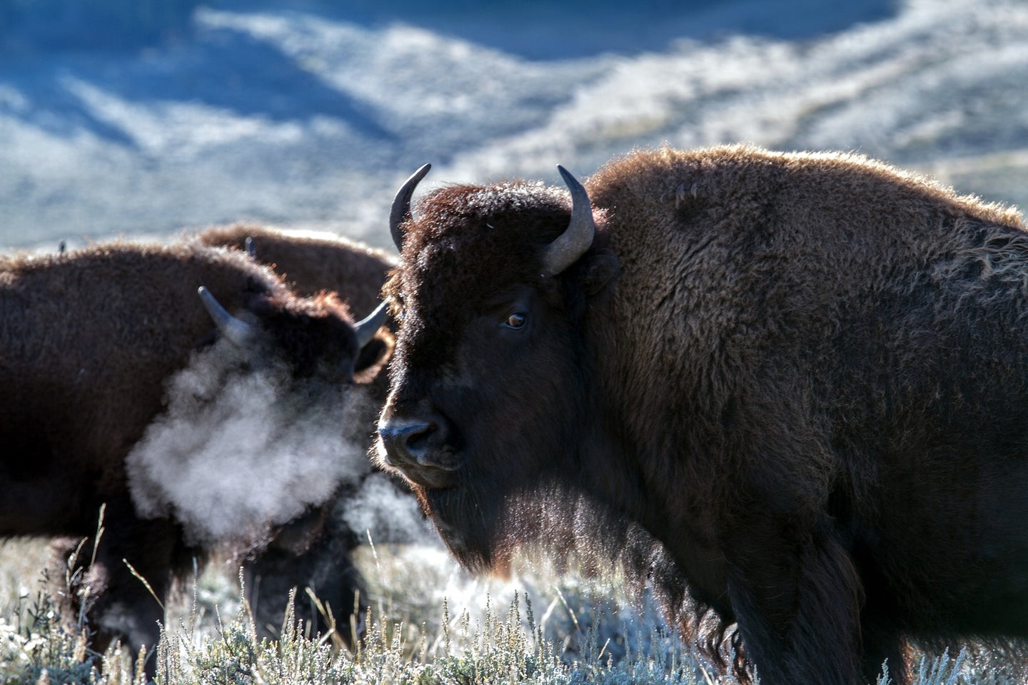 bison snorts air in snowy landscape