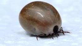 a tick, which can spread Lyme disease, filled with blood