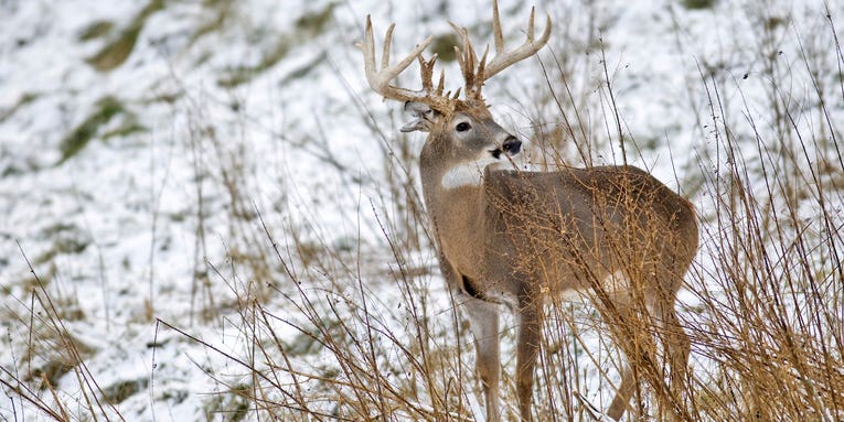 How to Hunt the Best Day of the Rut No. 6: November 26