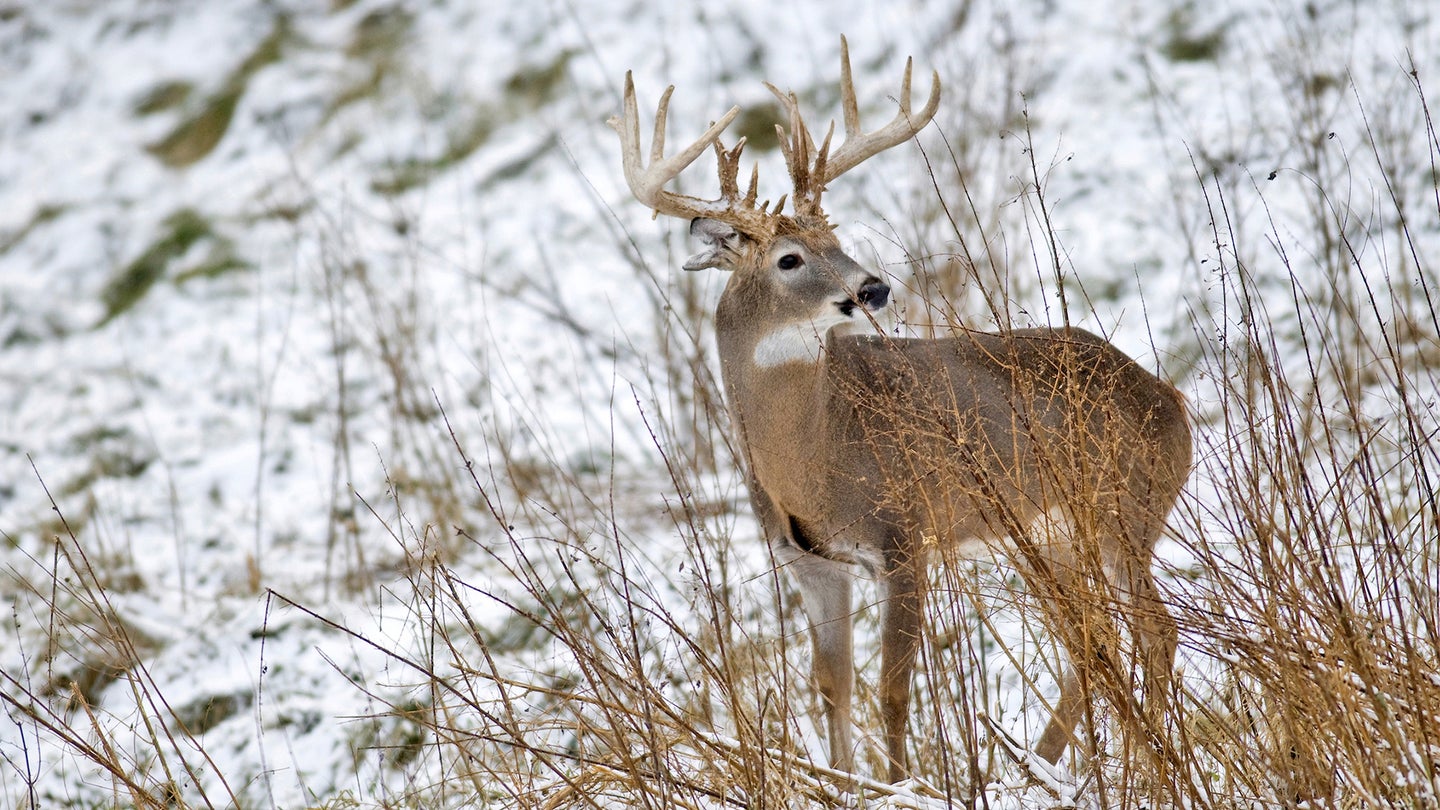 A huge whitetail buck looks for does along a snowy hillside