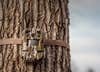 A Moultrie Edge Pro trail camera strapped to the trunk of a tree.