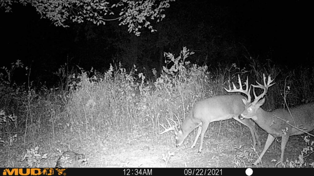 two bucks with big antlers at night