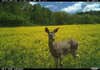 trail camera photo of a doe whitetail in a field