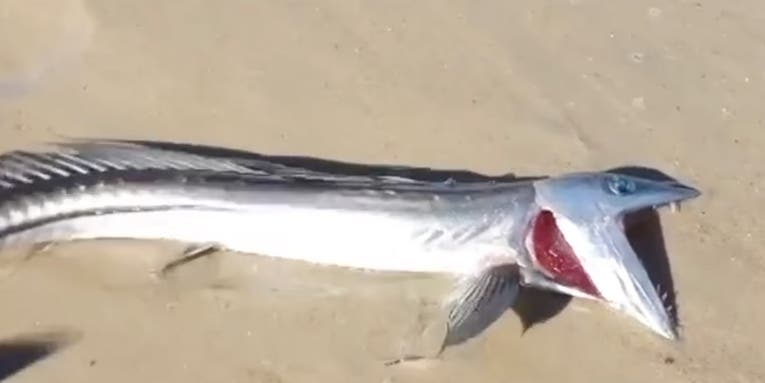 Video: Strange “Creature from the Twilight Zone” Washes Up on SoCal Beach