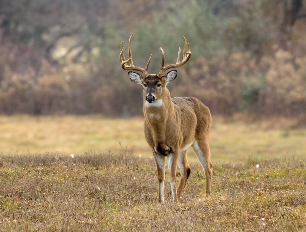 Whitetail buck during the rut