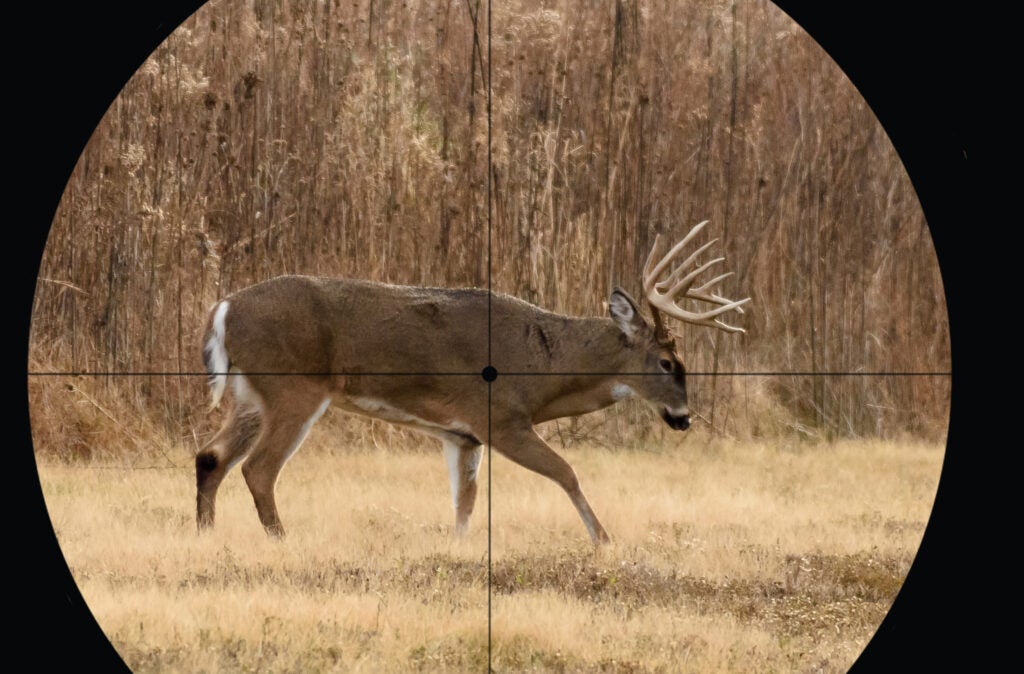 whitetail buck with crosshairs