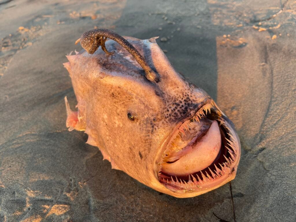 Ramiojo vandenyno futbolinė žuvelė su didele burna ir išsikišusia iš kaktos smėlio paplūdimyje