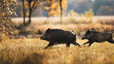 boars run through landscape