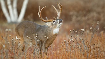 How to Hunt the Best Day of the Rut No. 3: November 1
