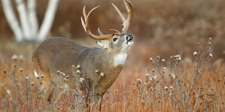 How to Hunt the Best Day of the Rut No. 3: November 1