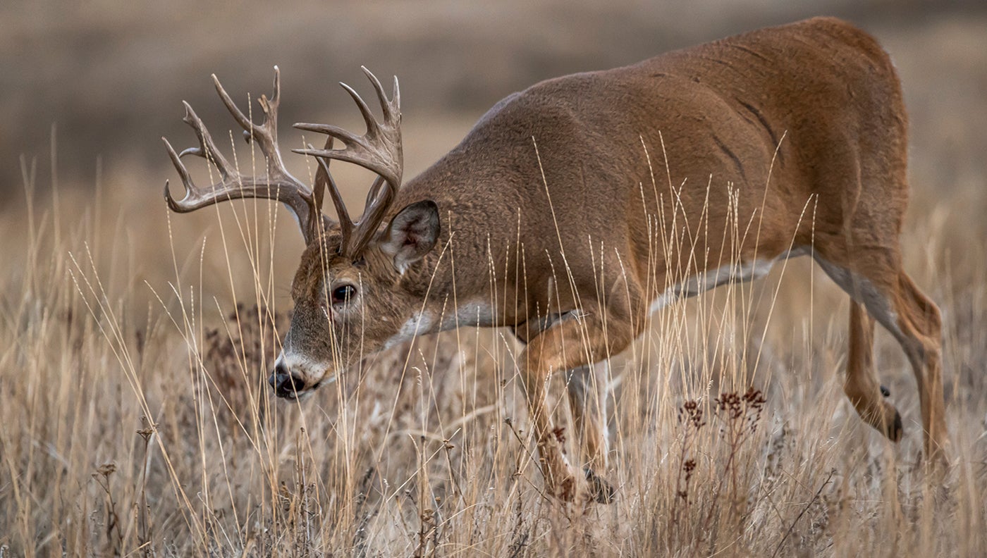 A whitetail buck trots across a tan, grassy field searching for does duing the rut.