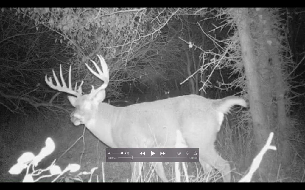 Trail camera photo of big Kansas buck