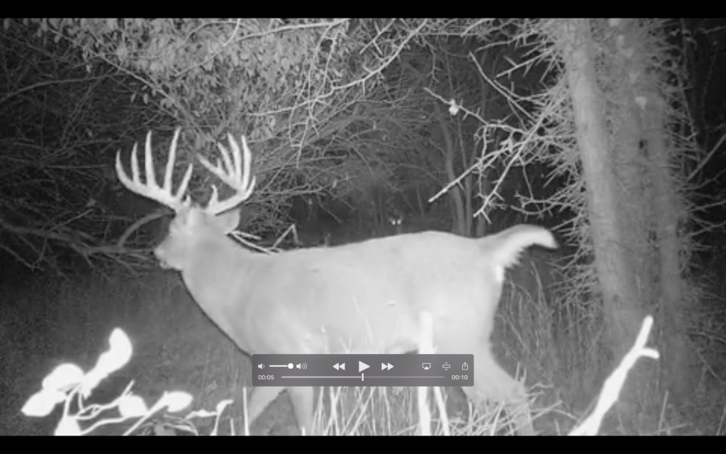 trail cam photo of big Kansas buck