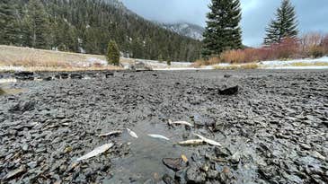 Dam Glitch Causes Famed Madison River to Dry Up, Imperiling Thousands of Trout