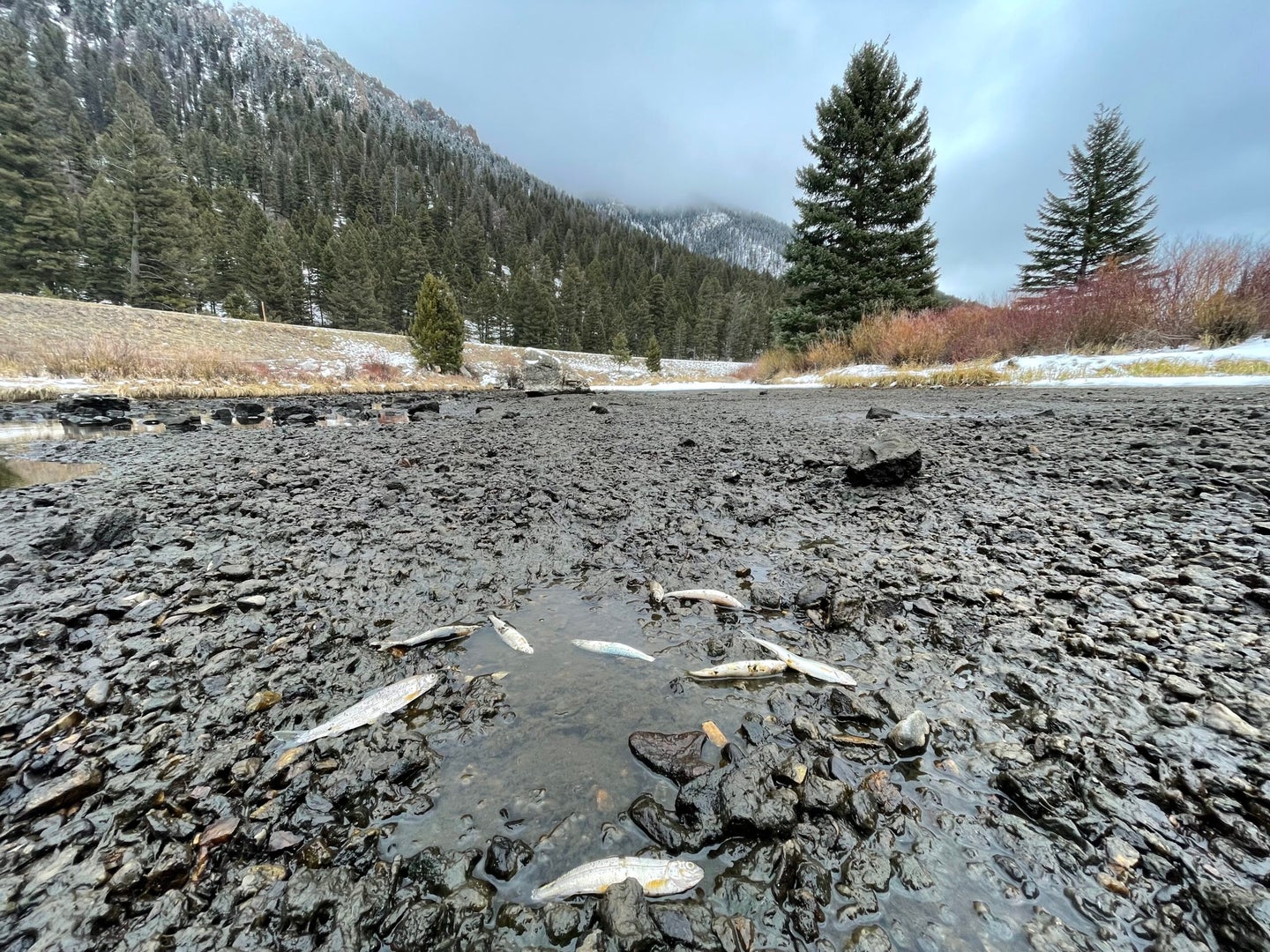dry riverbed with dead fish