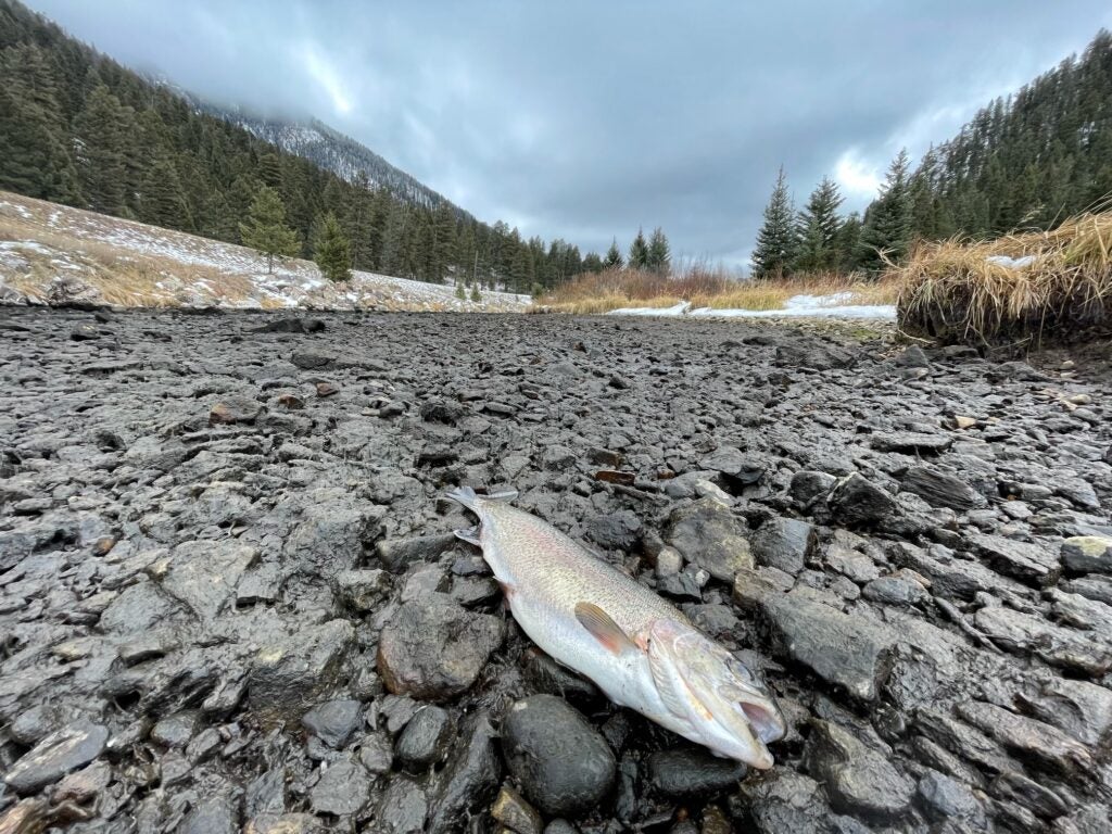 dead rainbow trout on dried up riverbed